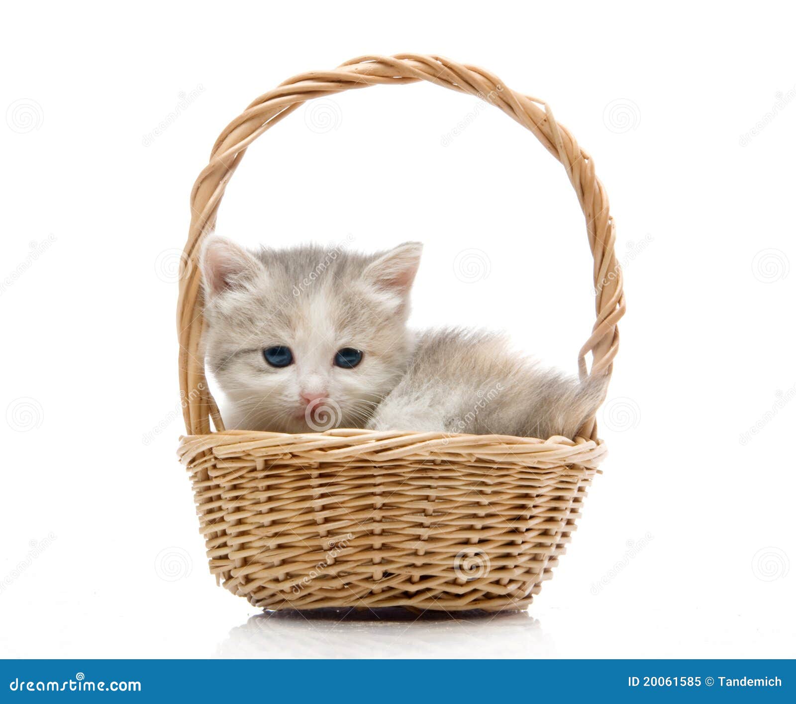 Котята в корзинке картинки