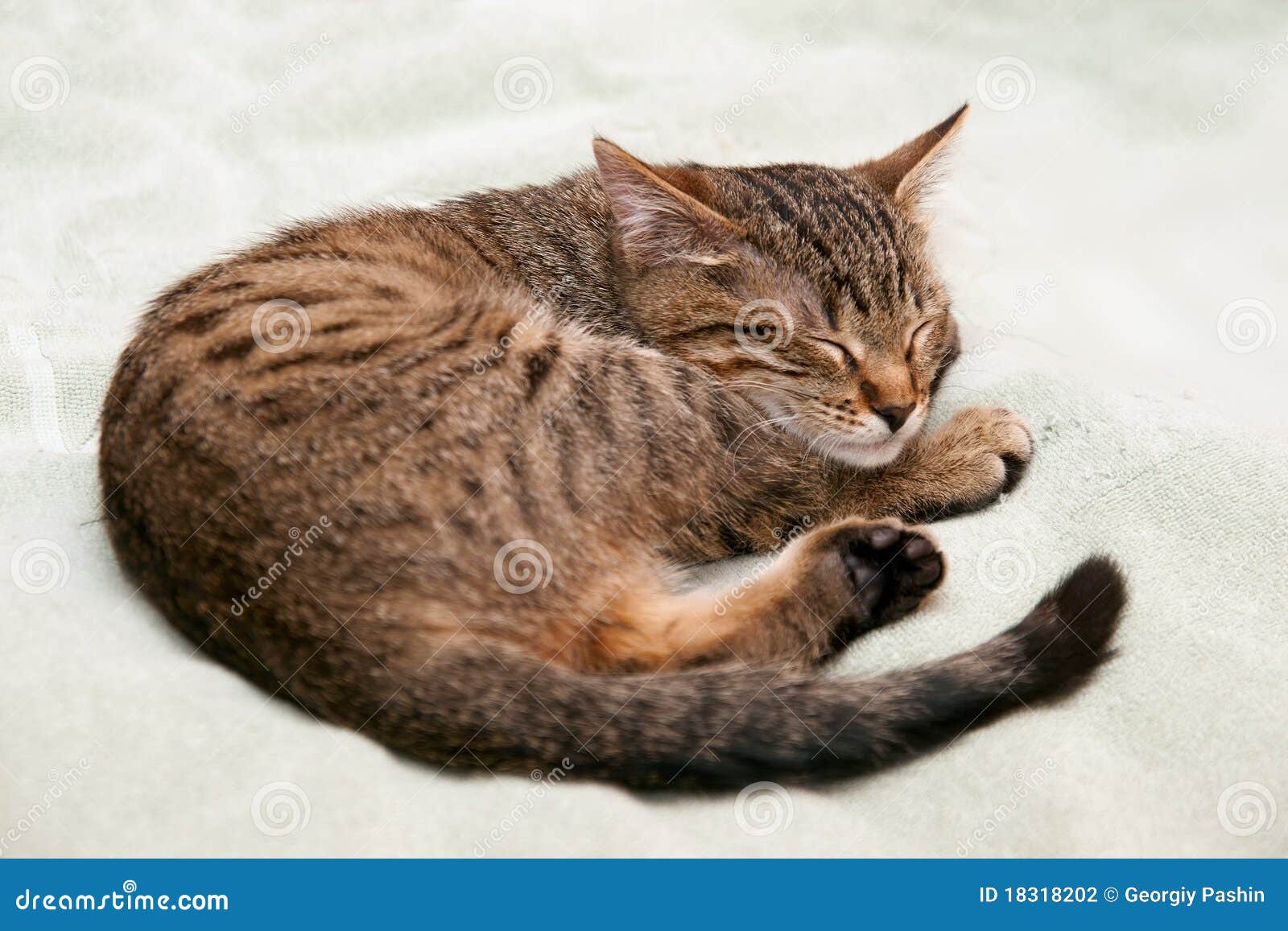 Котенок лежит