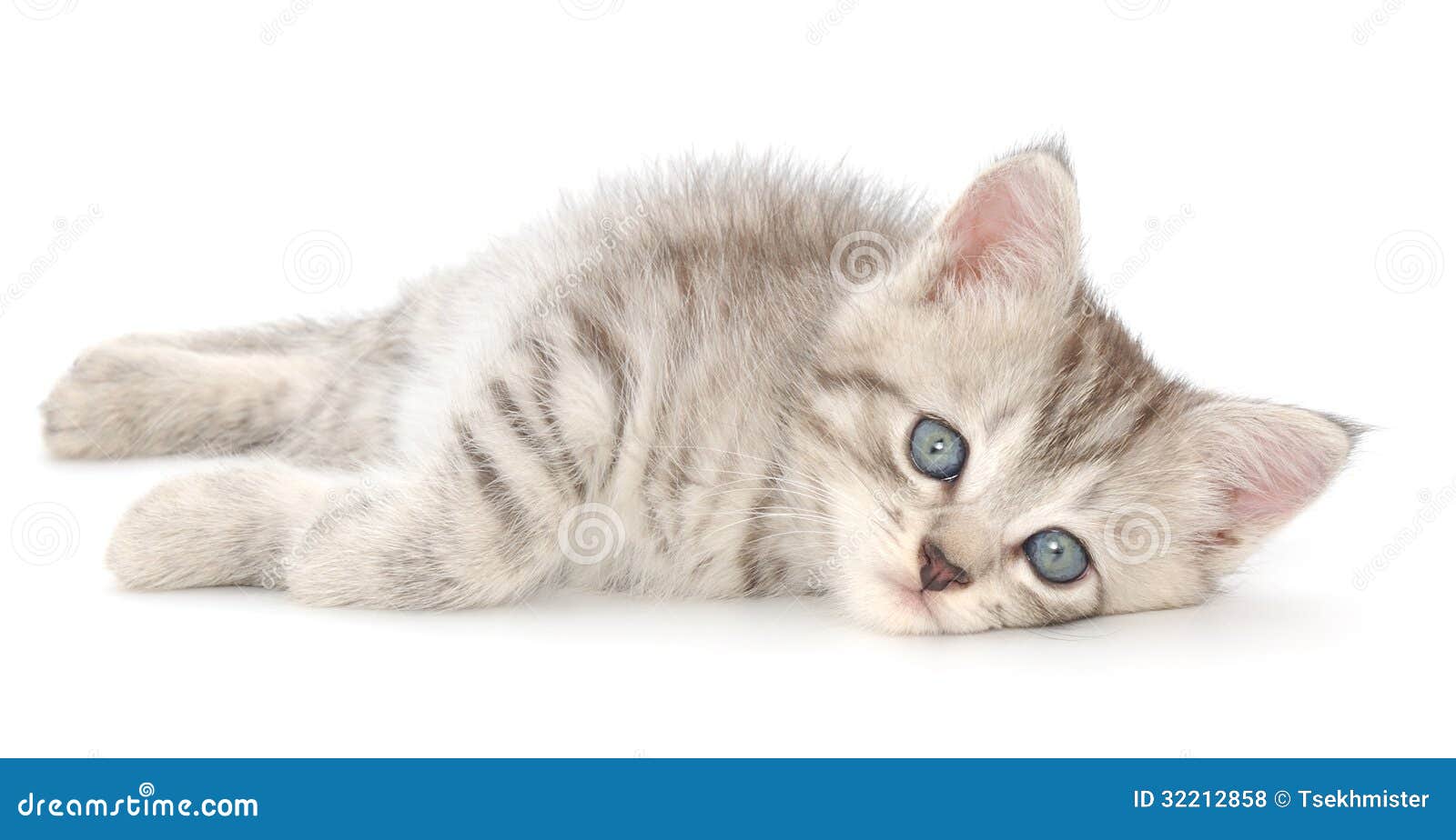 Котенок лежит