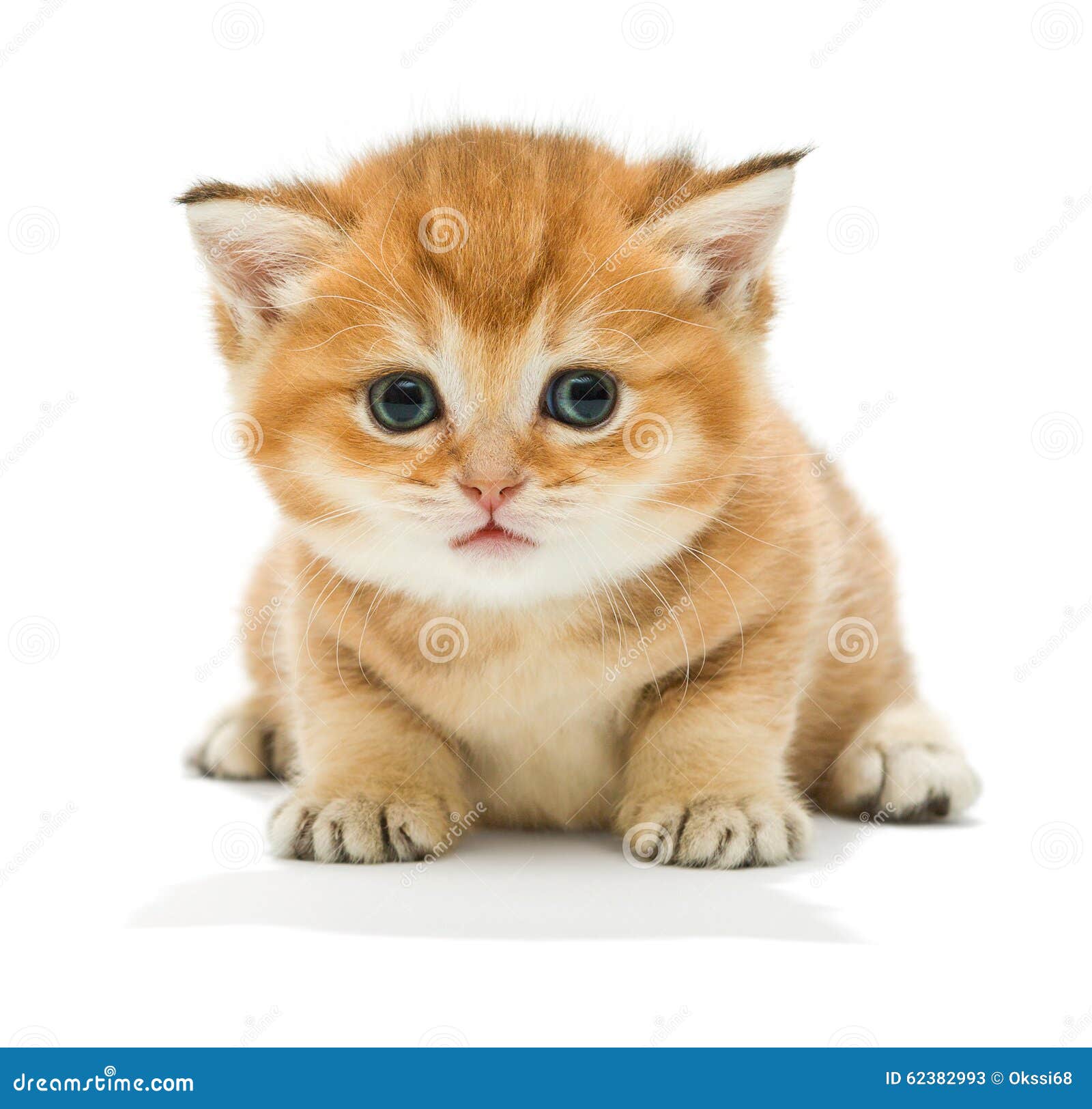 Кот на белом фоне рыжий