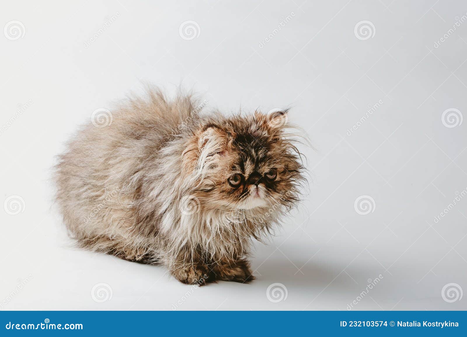 котенок персидской породы. маленький пушистый котёнок коричневого цвета  Стоковое Фото - изображение насчитывающей меховой, отечественно: 232103574
