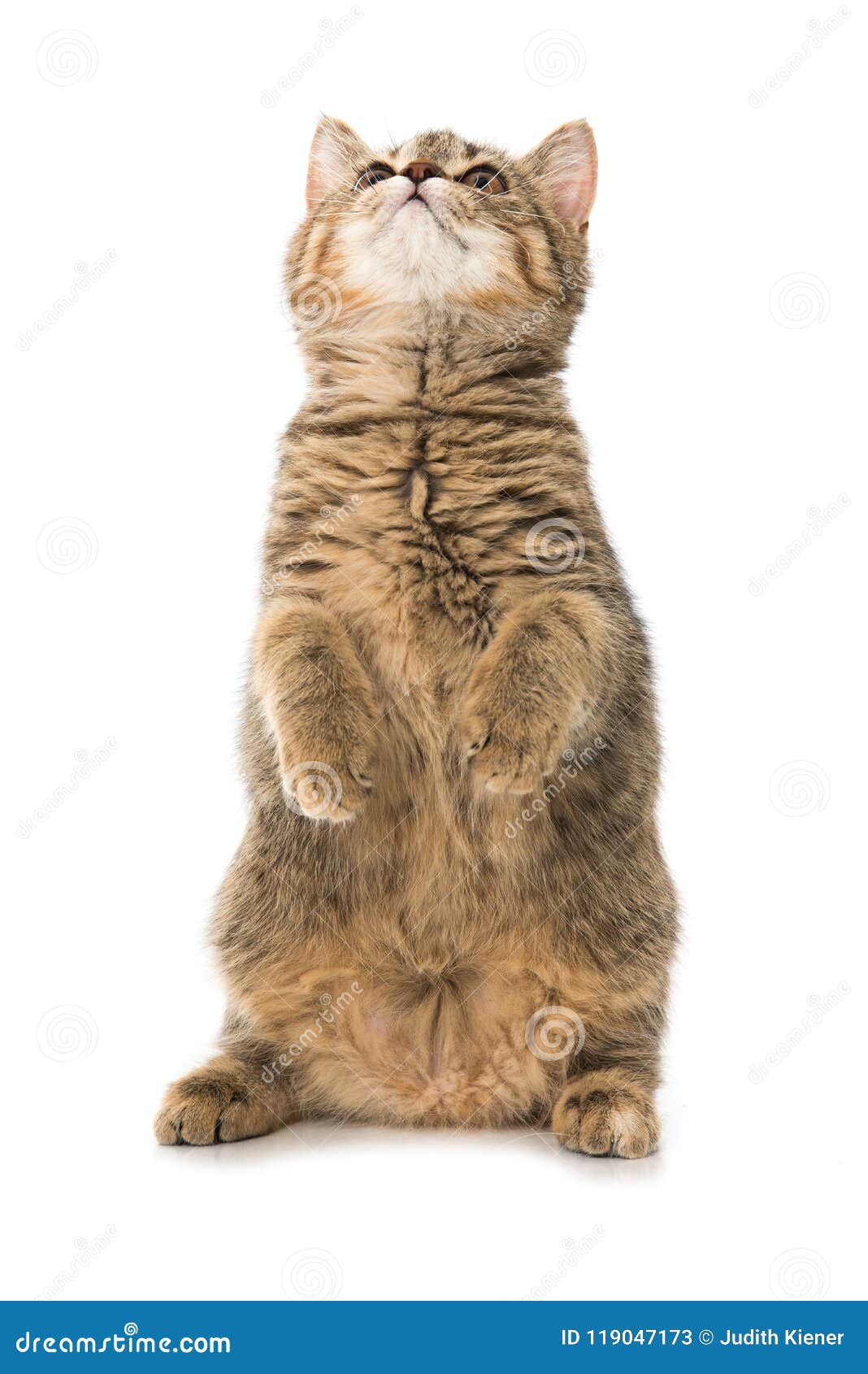 Котенок сидит на своих задних ногах и смотрит вверх Стоковое Изображение -  изображение насчитывающей смотрит, кот: 119047173