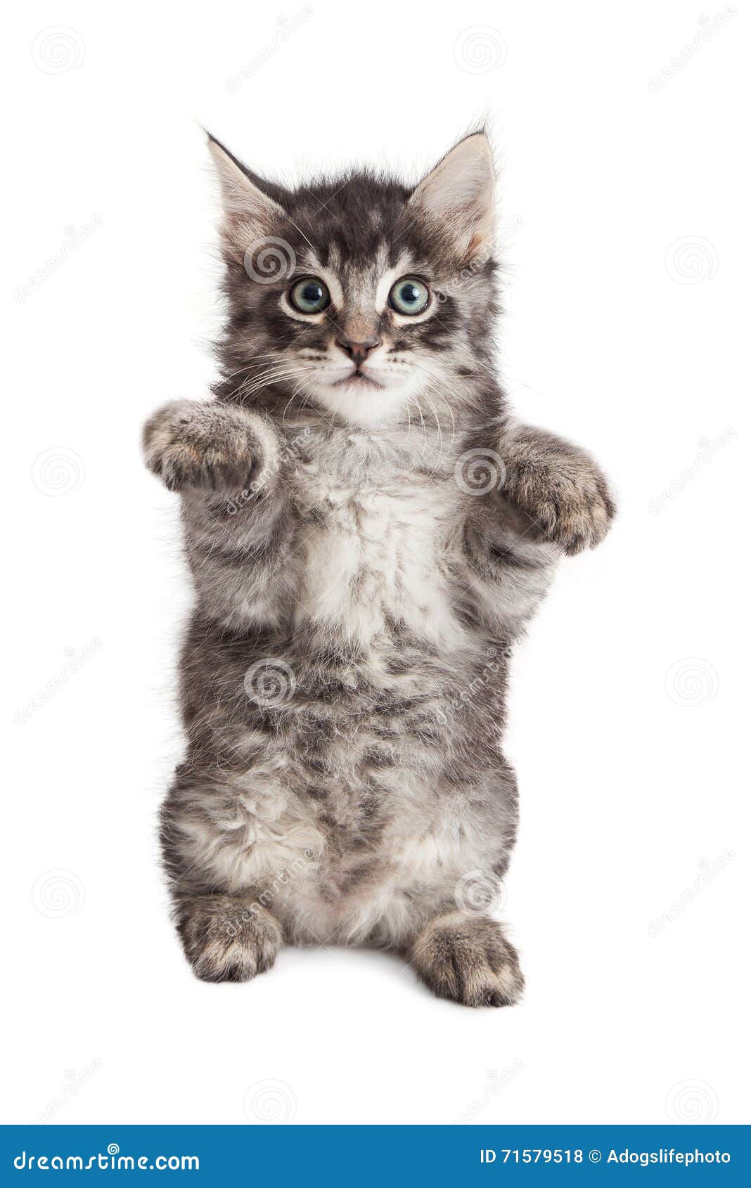 Кошка держит в лапах