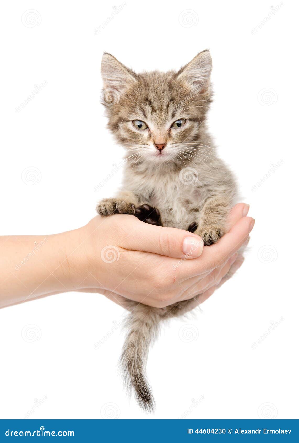 Кошка на руках у человека. Девушка с кошкой на руках. Котенок на руках. Спящий кот на коленях. Кот лежит на коленях.