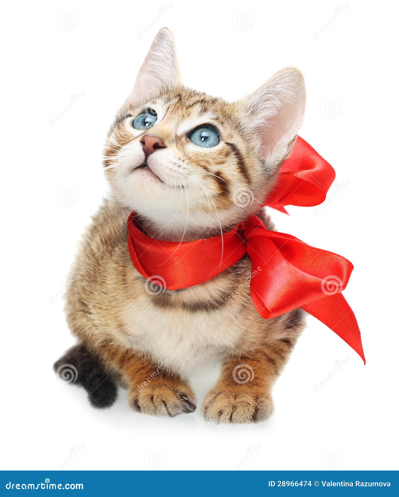 Котенок с бантиком