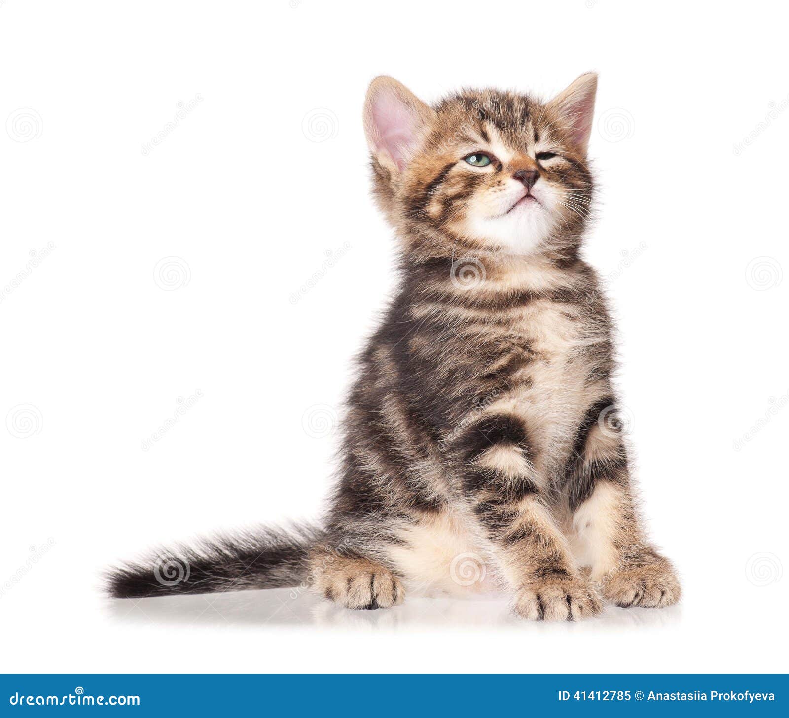 Котенок Сонный Стоковое Изображение. Изображение Насчитывающей.