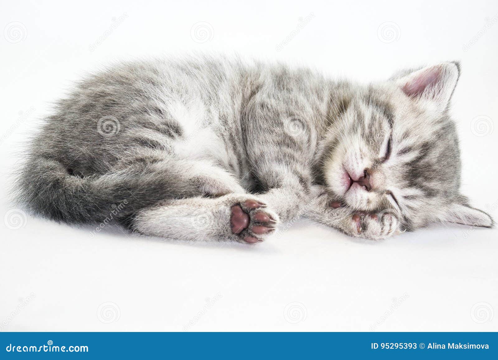 Котенок лежит