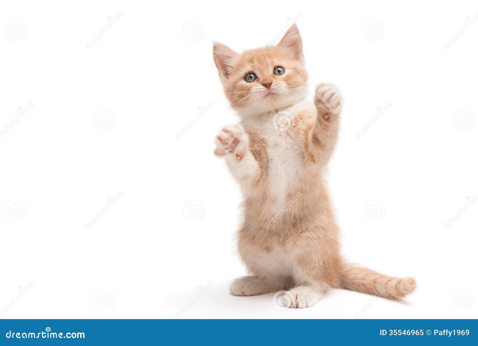 Котик на задних лапах