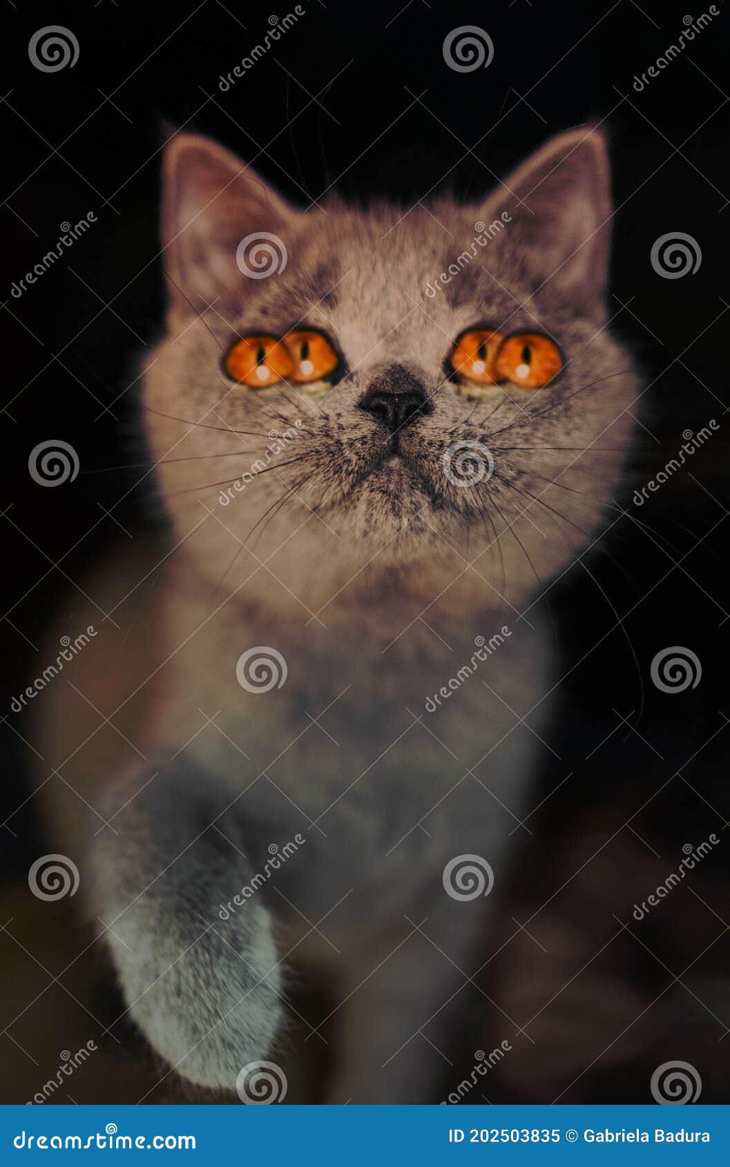 Кот с оранжевыми глазами