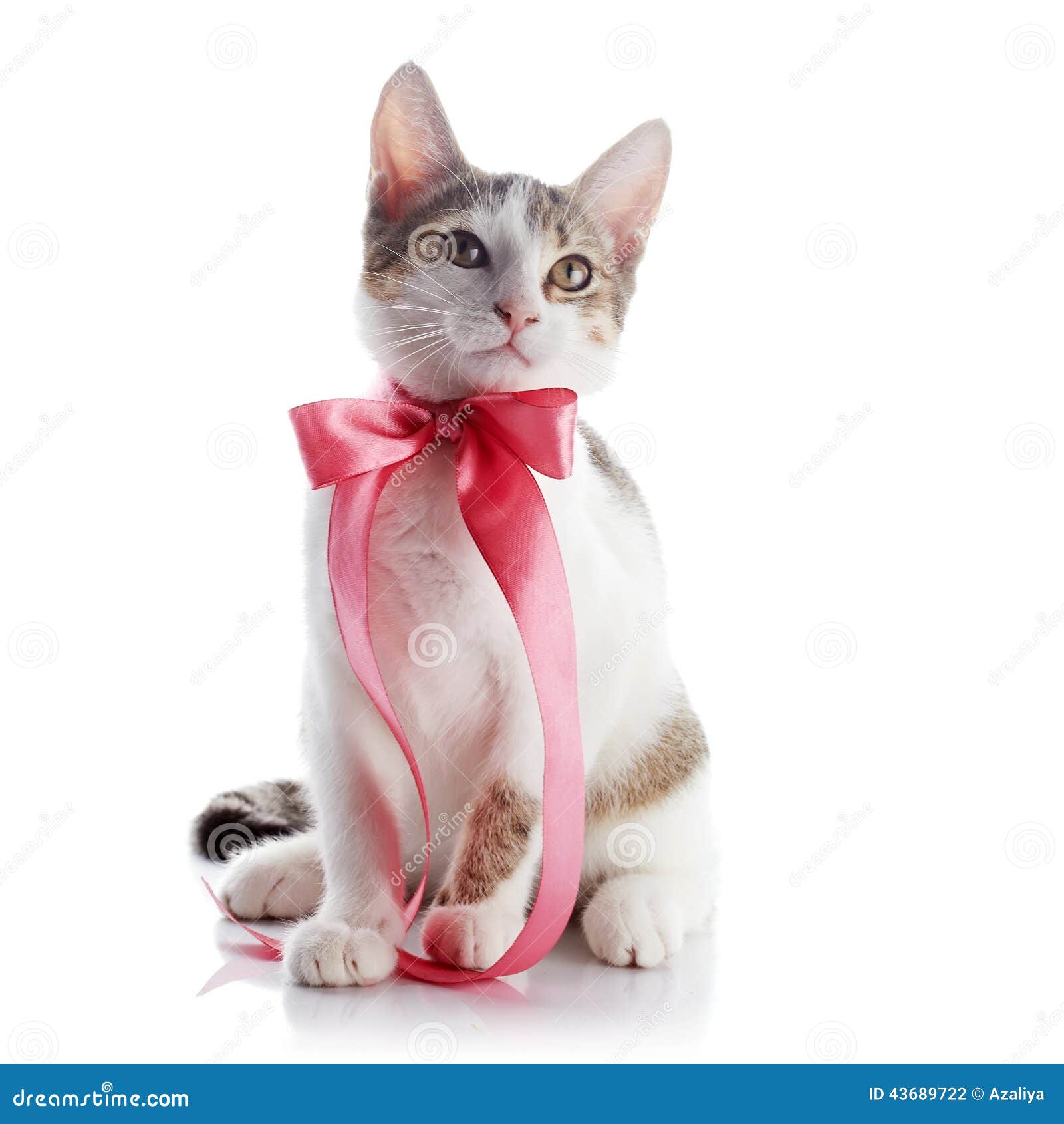 Котик с бантиками
