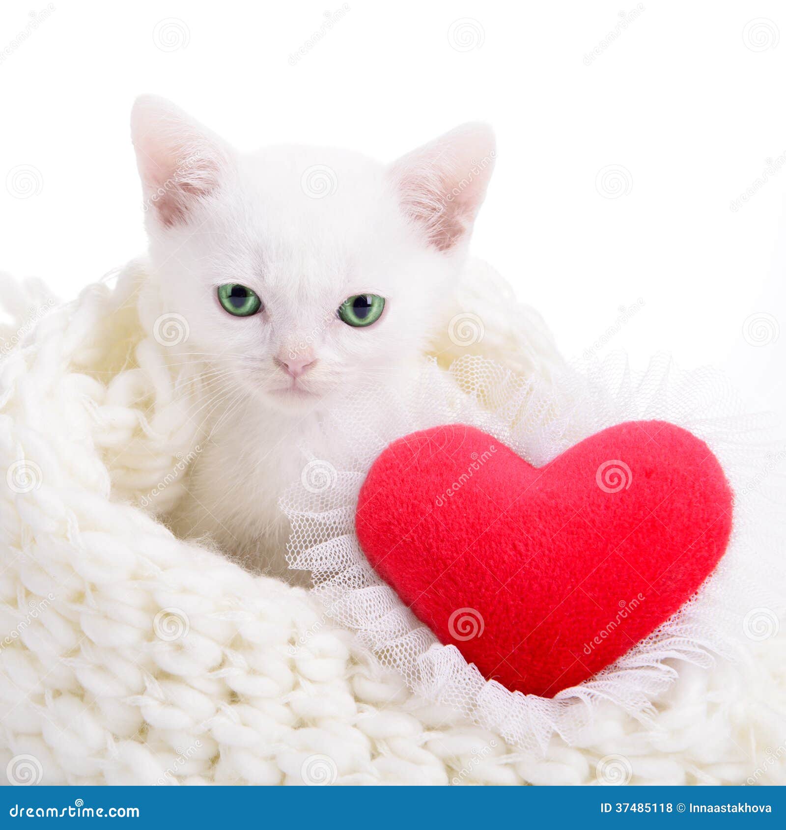 Котик с сердечками