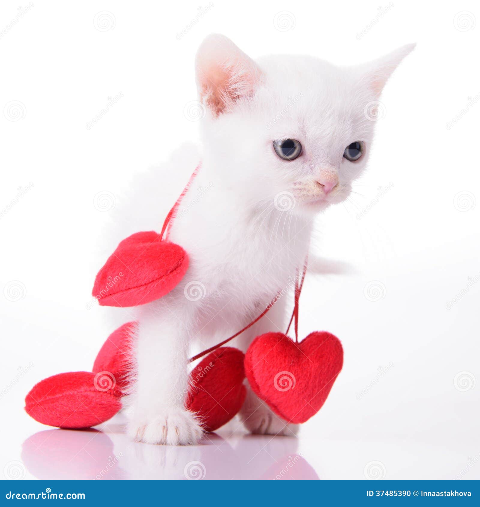 Котик с сердечками