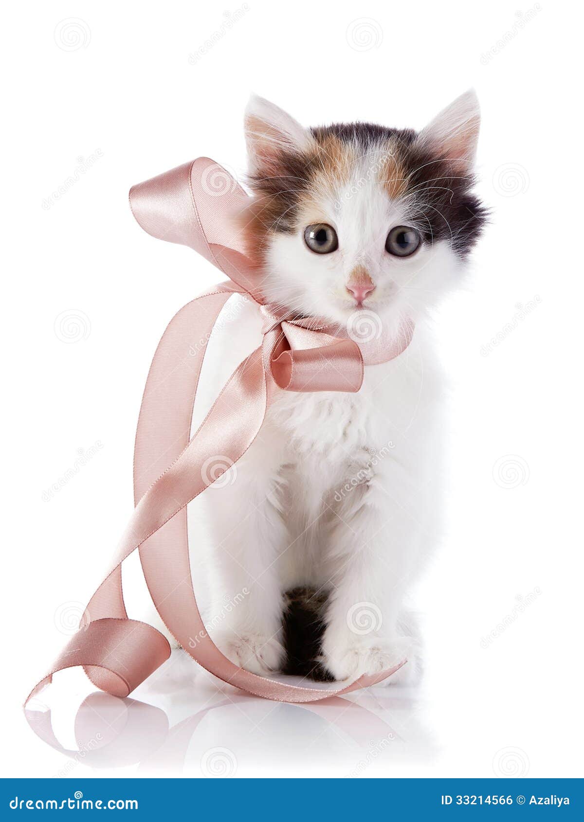 Кот с бантиком