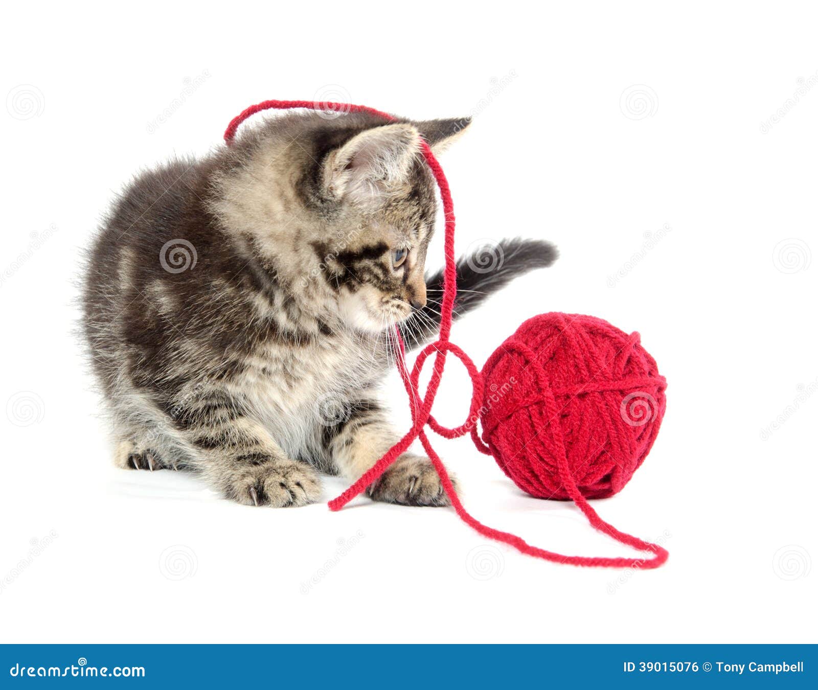 Котенок играет с клубком