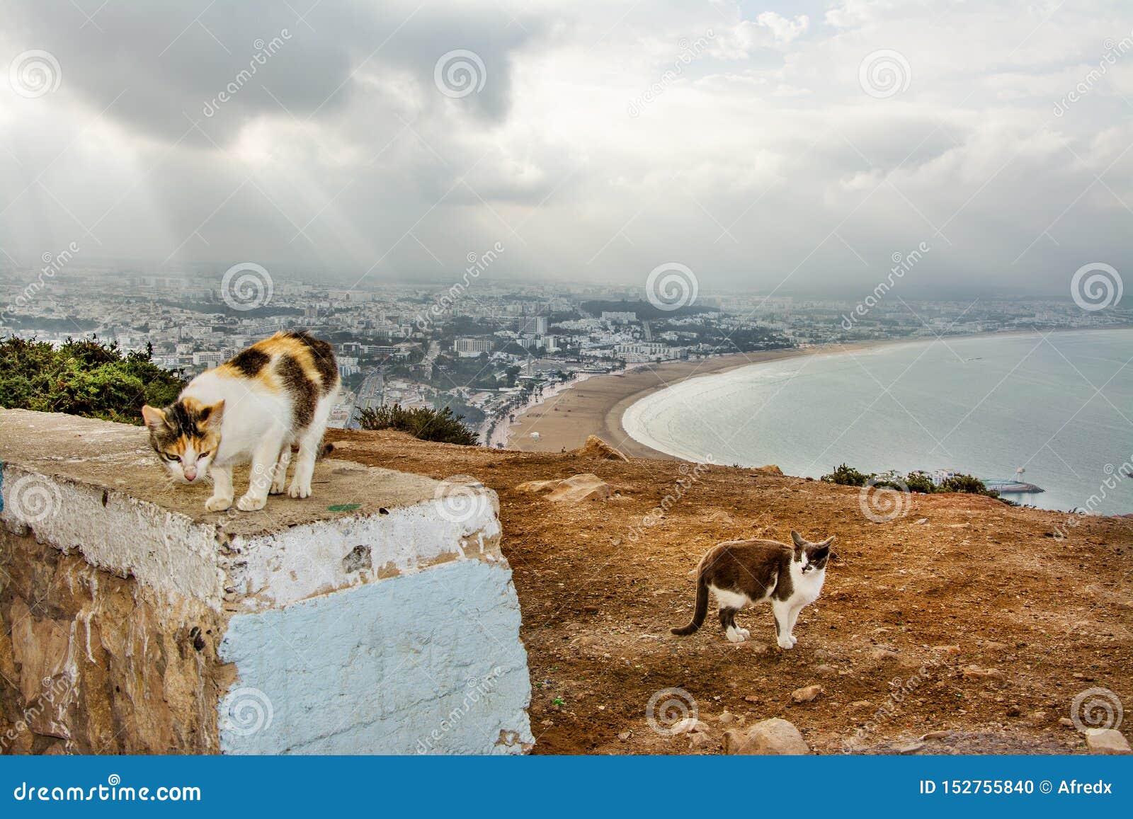 Коты Взгляд Фото