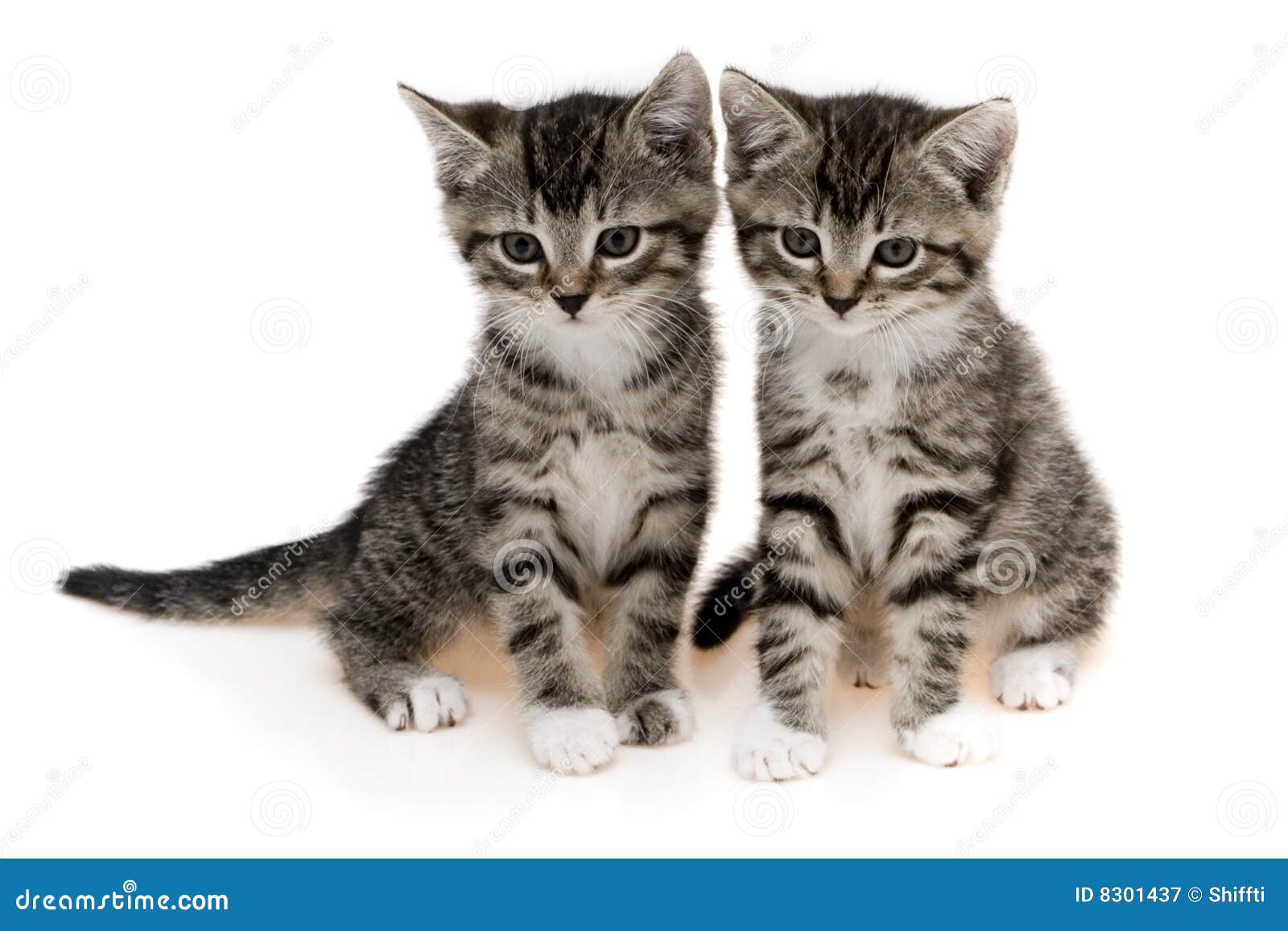 коты милые 2 стоковое изображение. изображение насчитывающей вискер -  8301437