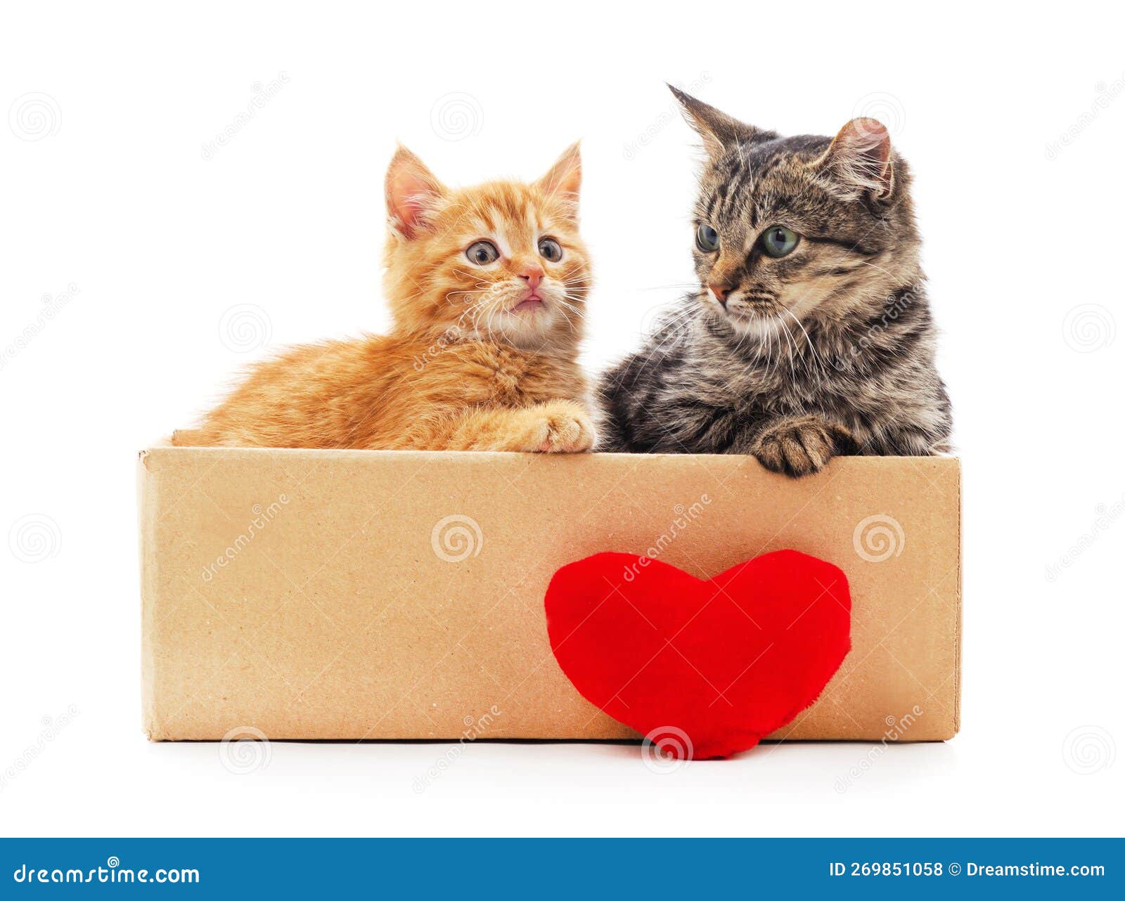 Котята в коробке