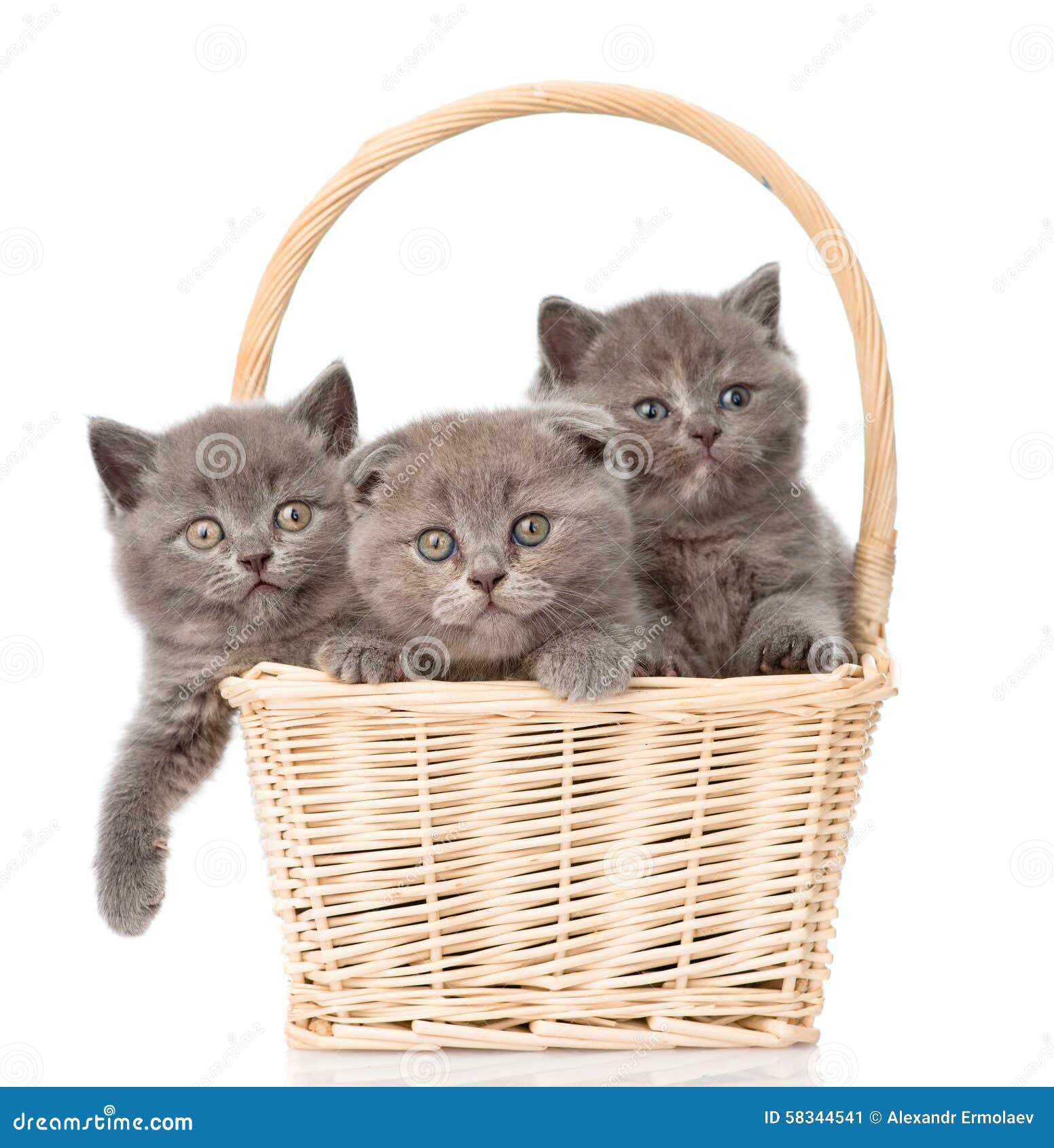 Котята в корзинке