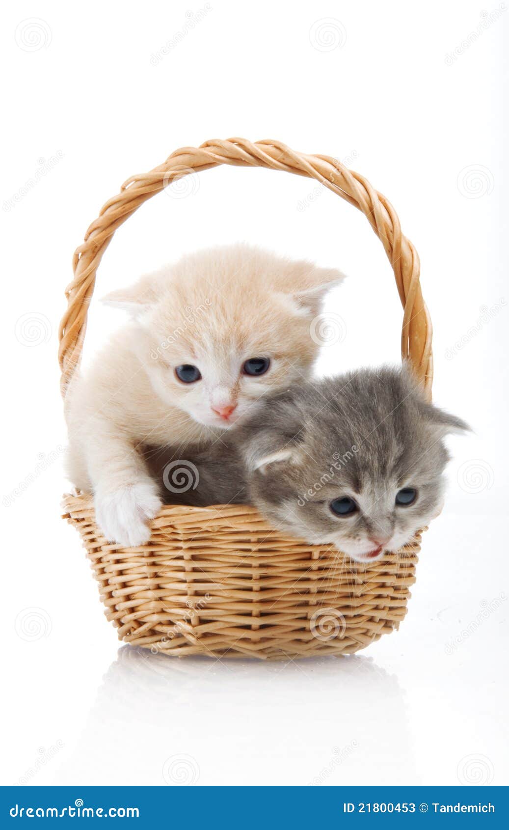 Котята в корзинке картинки