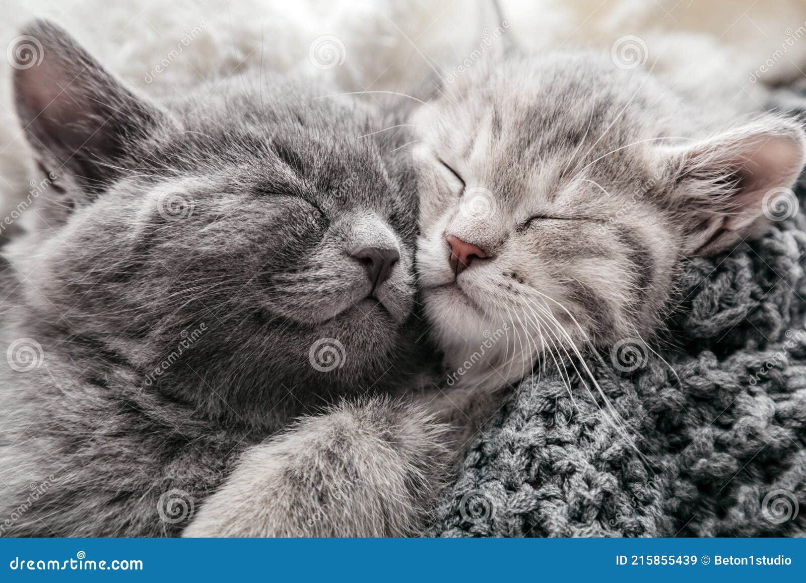 Котики целуются картинки