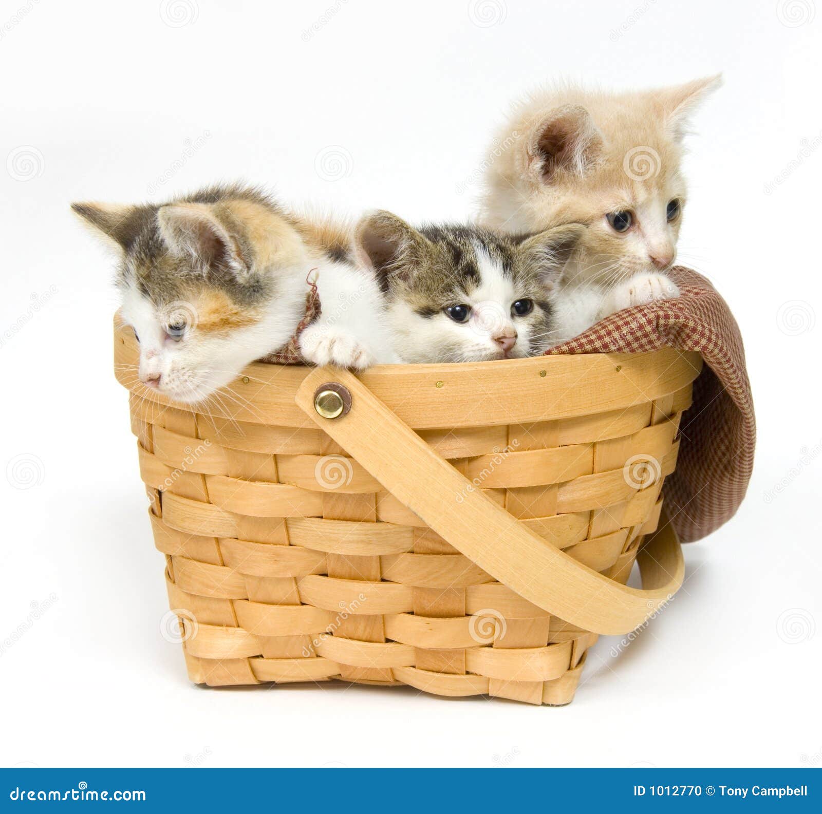 Котята в корзинке картинки