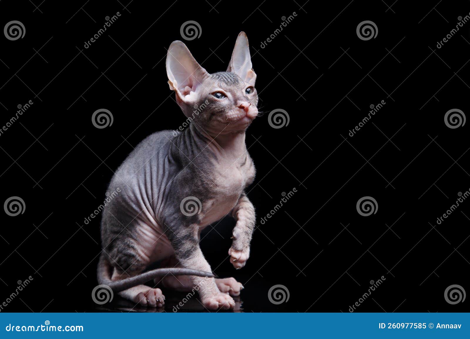 котёнка на черном фоне. сфинкс Стоковое Изображение - изображение  насчитывающей котенок, лапка: 260977585