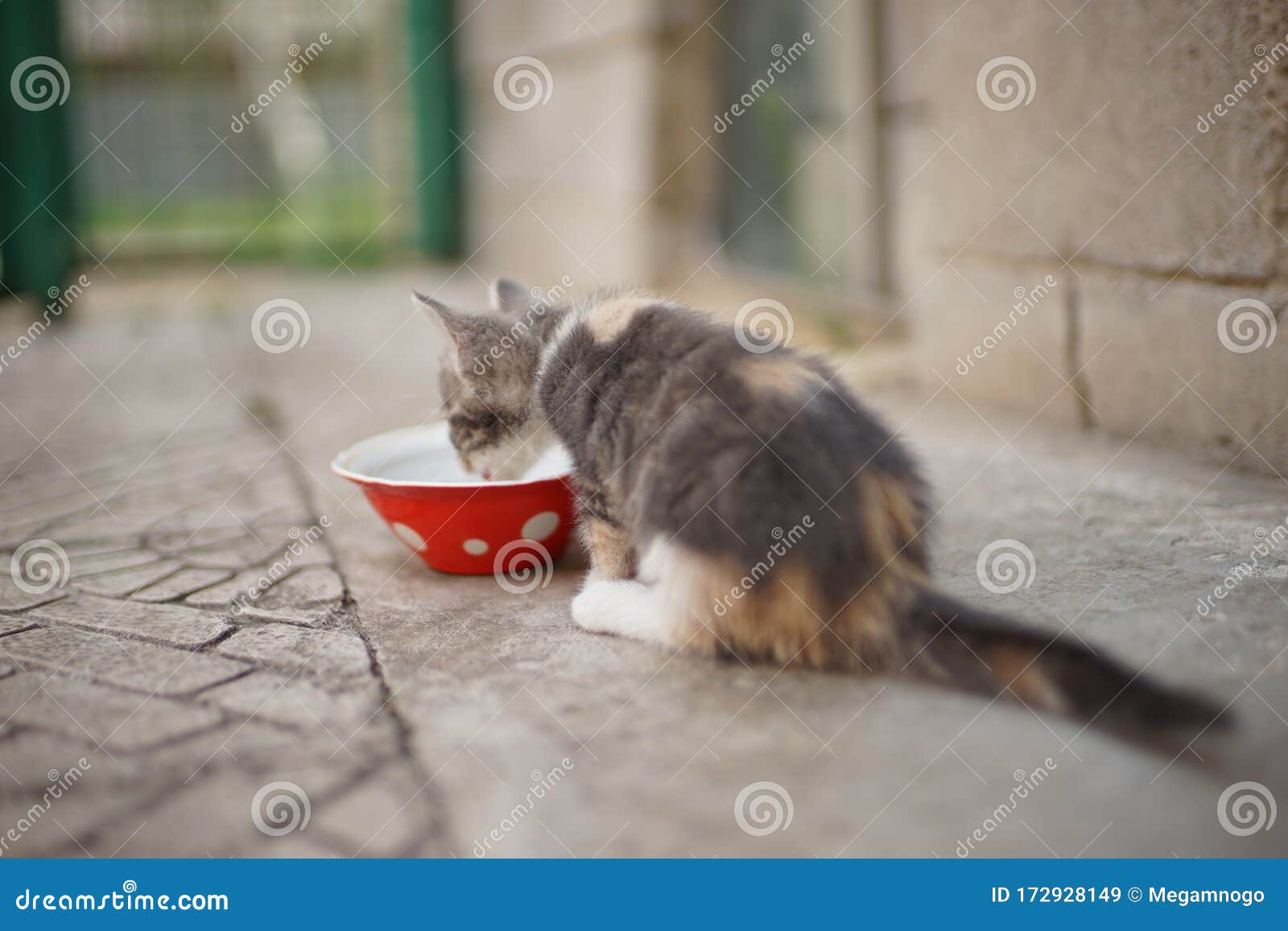 Котёнок есть еду из шара. Кот не ест на открытом воздухе Стоковое  Изображение - изображение насчитывающей еда, немного: 172928149