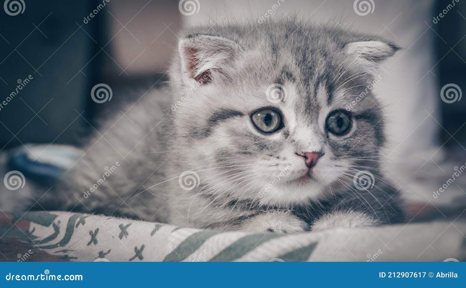 Котёнок красивого шотландского кота трехмесячный старый Стоковое  Изображение - изображение насчитывающей серо, котенок: 212907617
