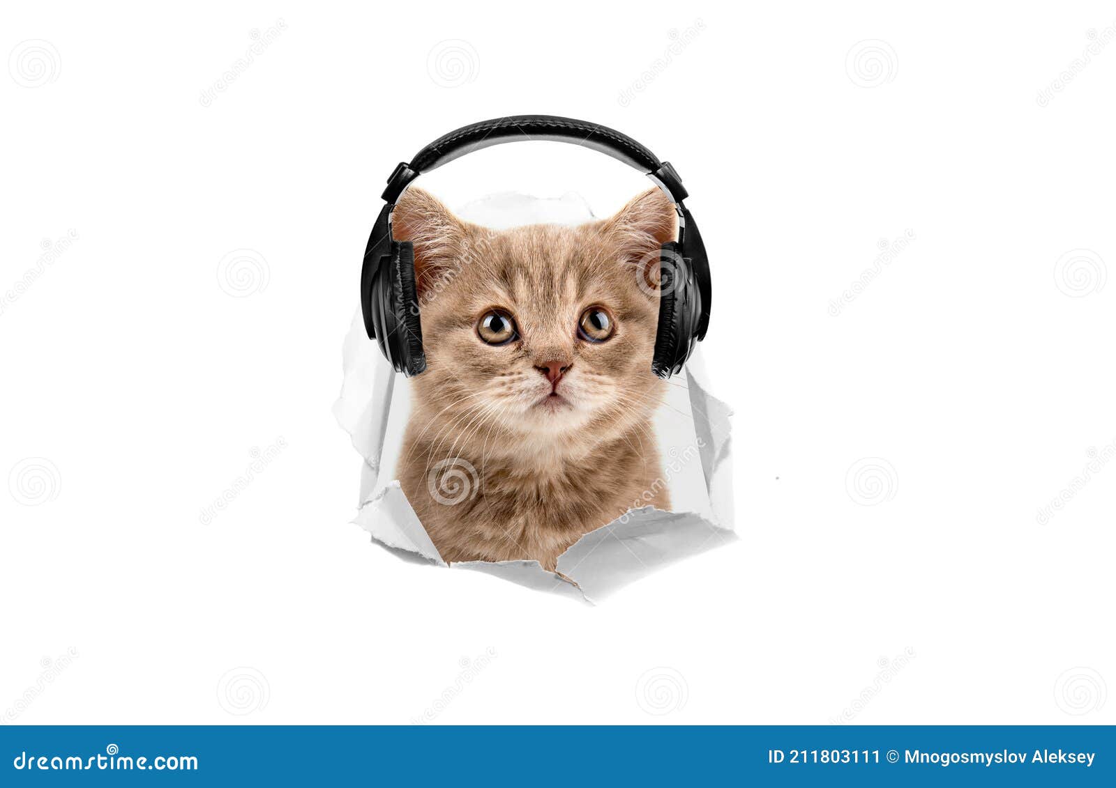 Котенок в наушниках