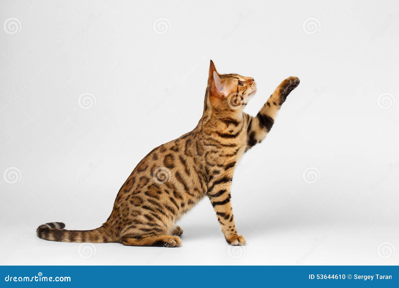 Кот тянется вверх