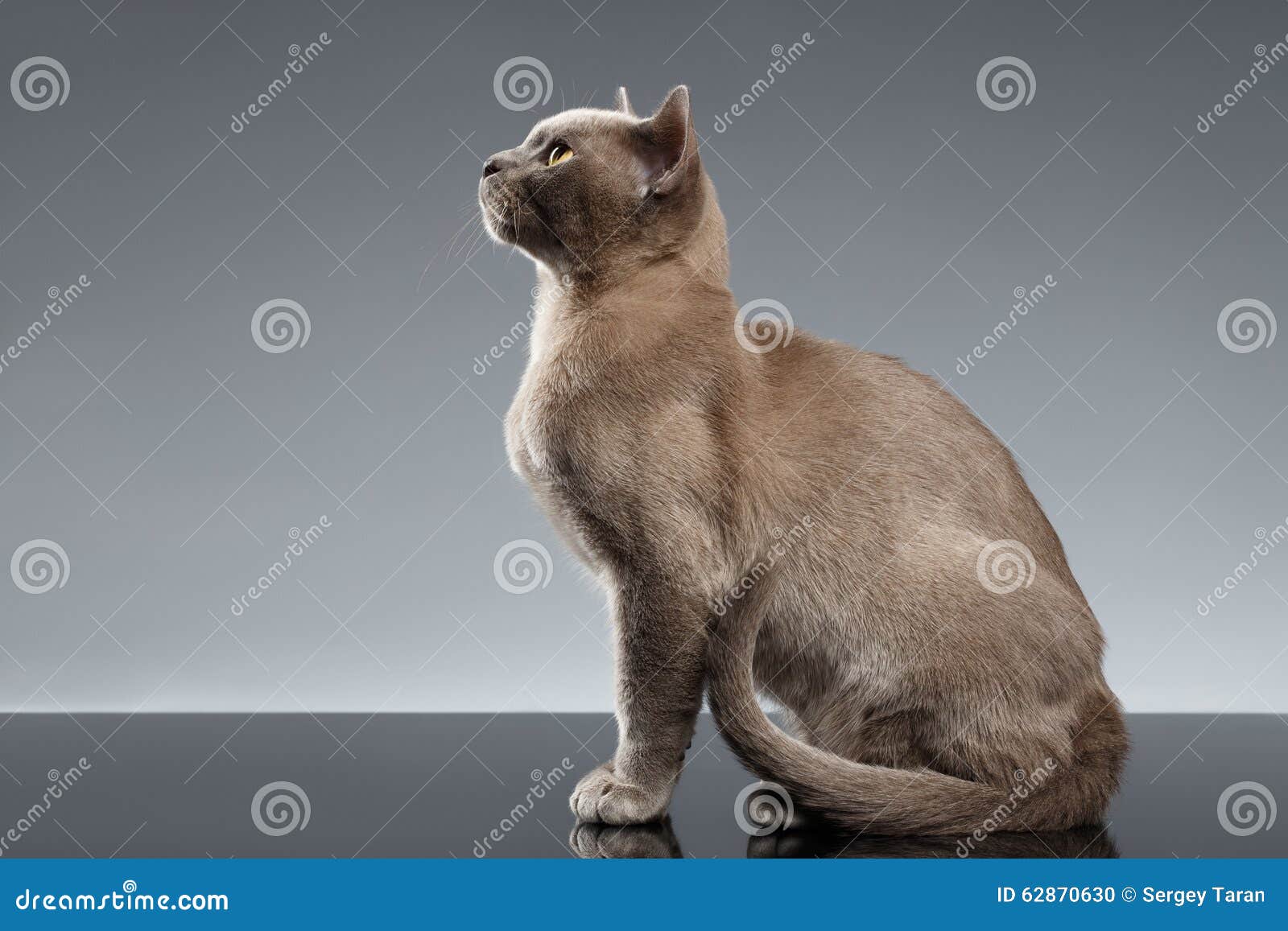 Кот вид с боку