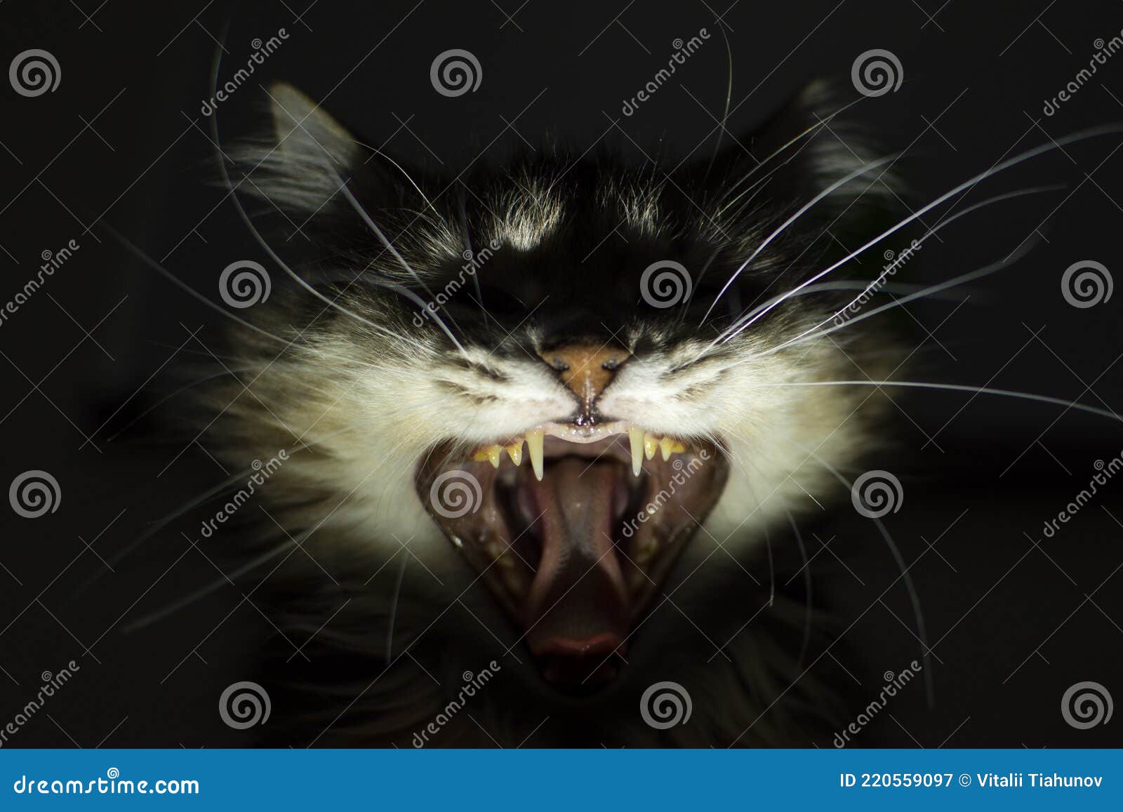 кот - вампир. пугающий кот с клыками. страшный кот Стоковое Изображение -  изображение насчитывающей террор, устрашать: 220559097