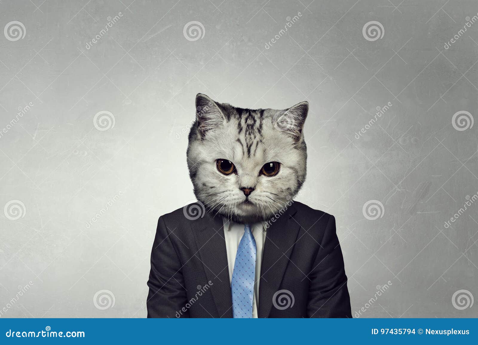 Котик в деловом костюме