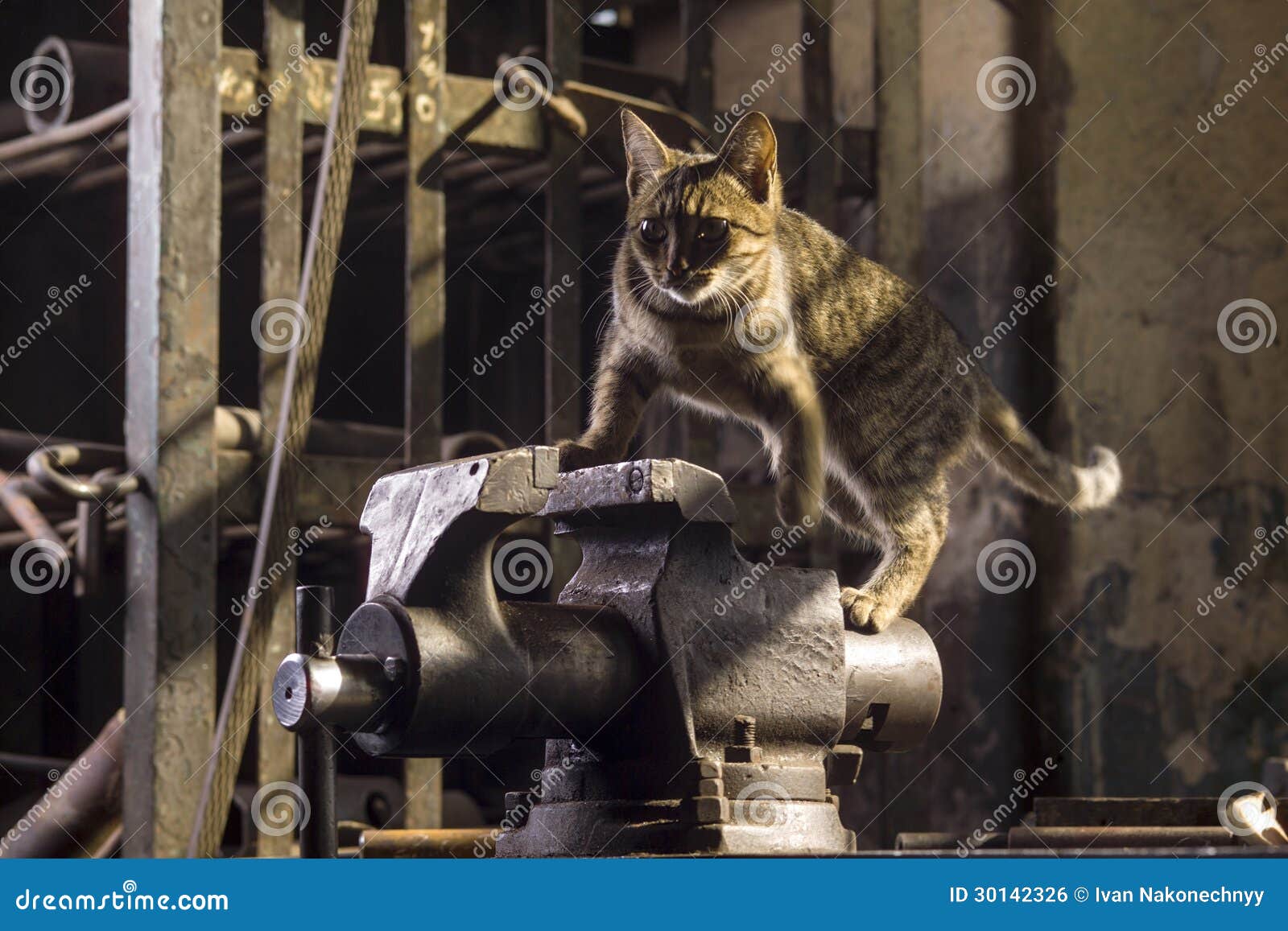 Коты на заводе