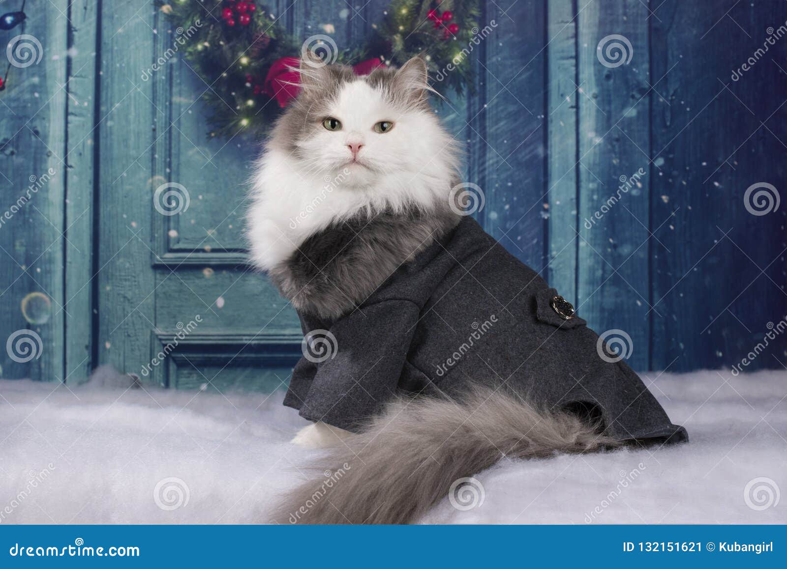 Кот в пальто