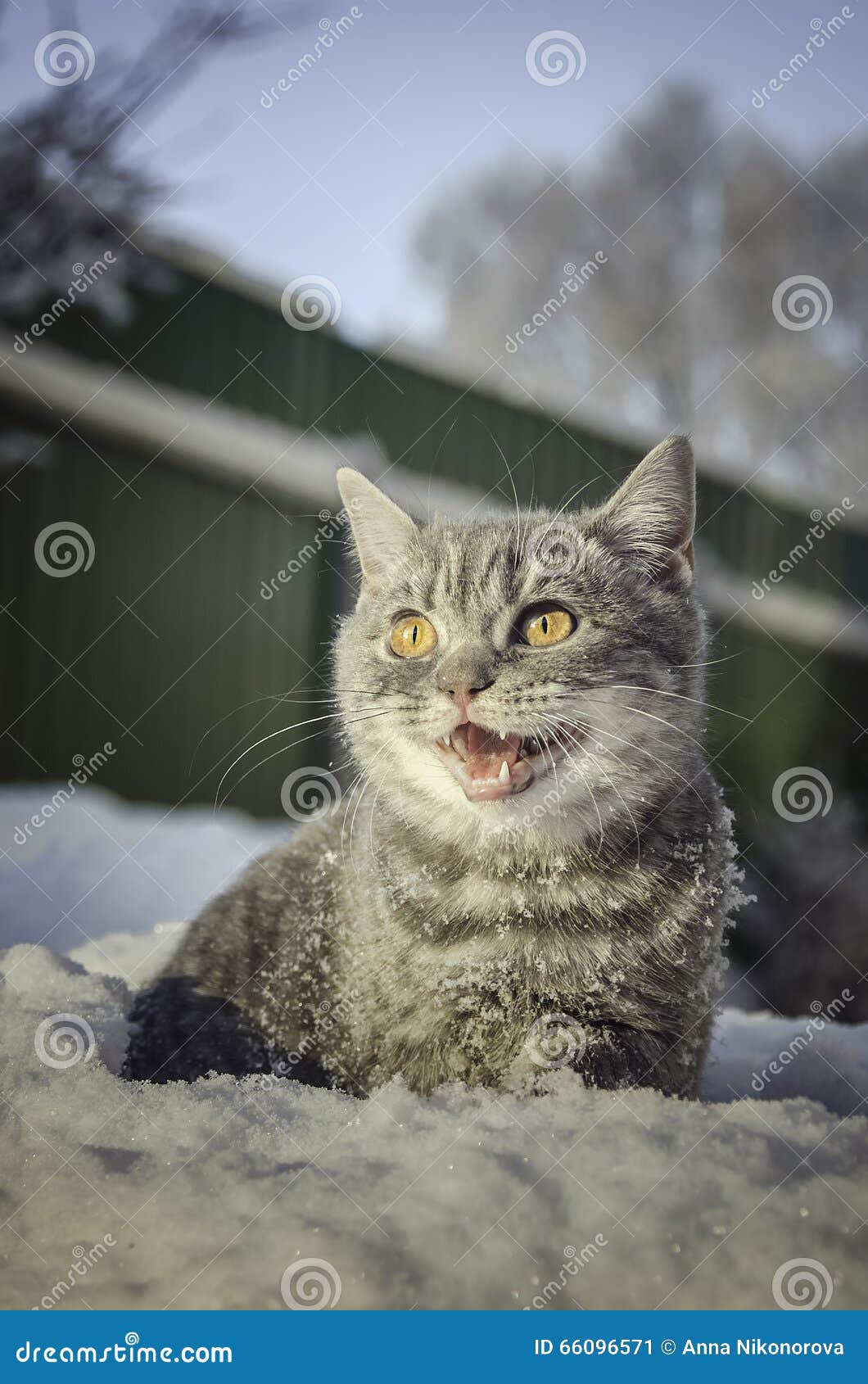 Кот в снеге на сугробе стоковое изображение. изображение насчитывающей сад  - 66096571