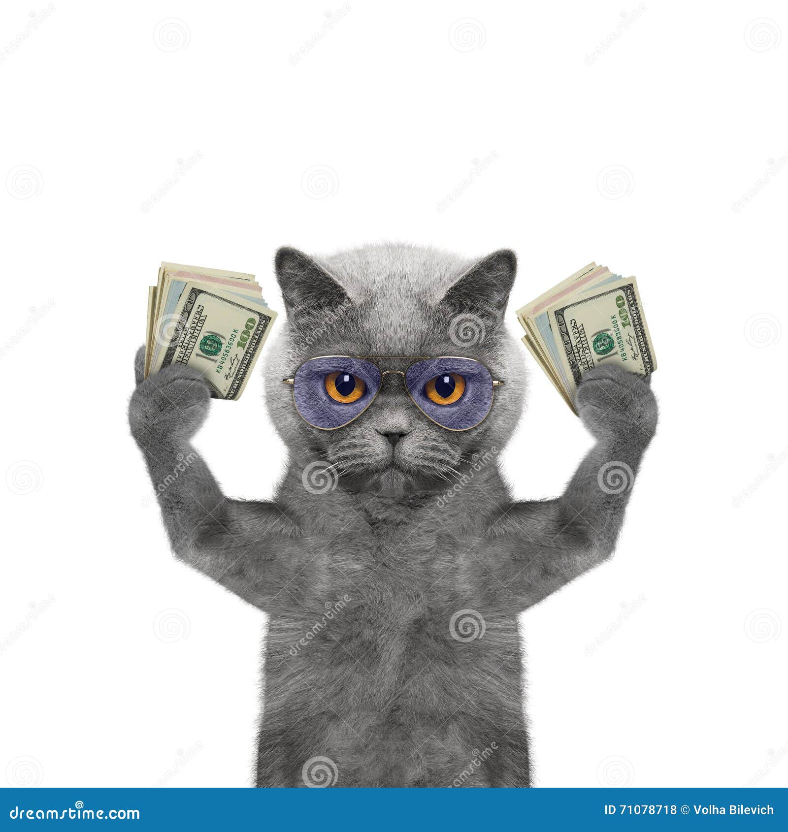 Котик с деньгами