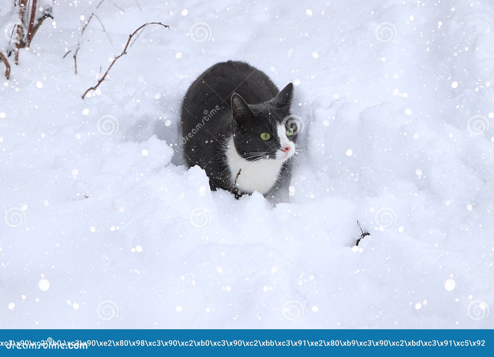 Кот в сугробе играет снегом Питомец увидел снег в первый раз и весело, фон,  выборочный фокус Стоковое Фото - изображение насчитывающей игры, котенок:  166894620