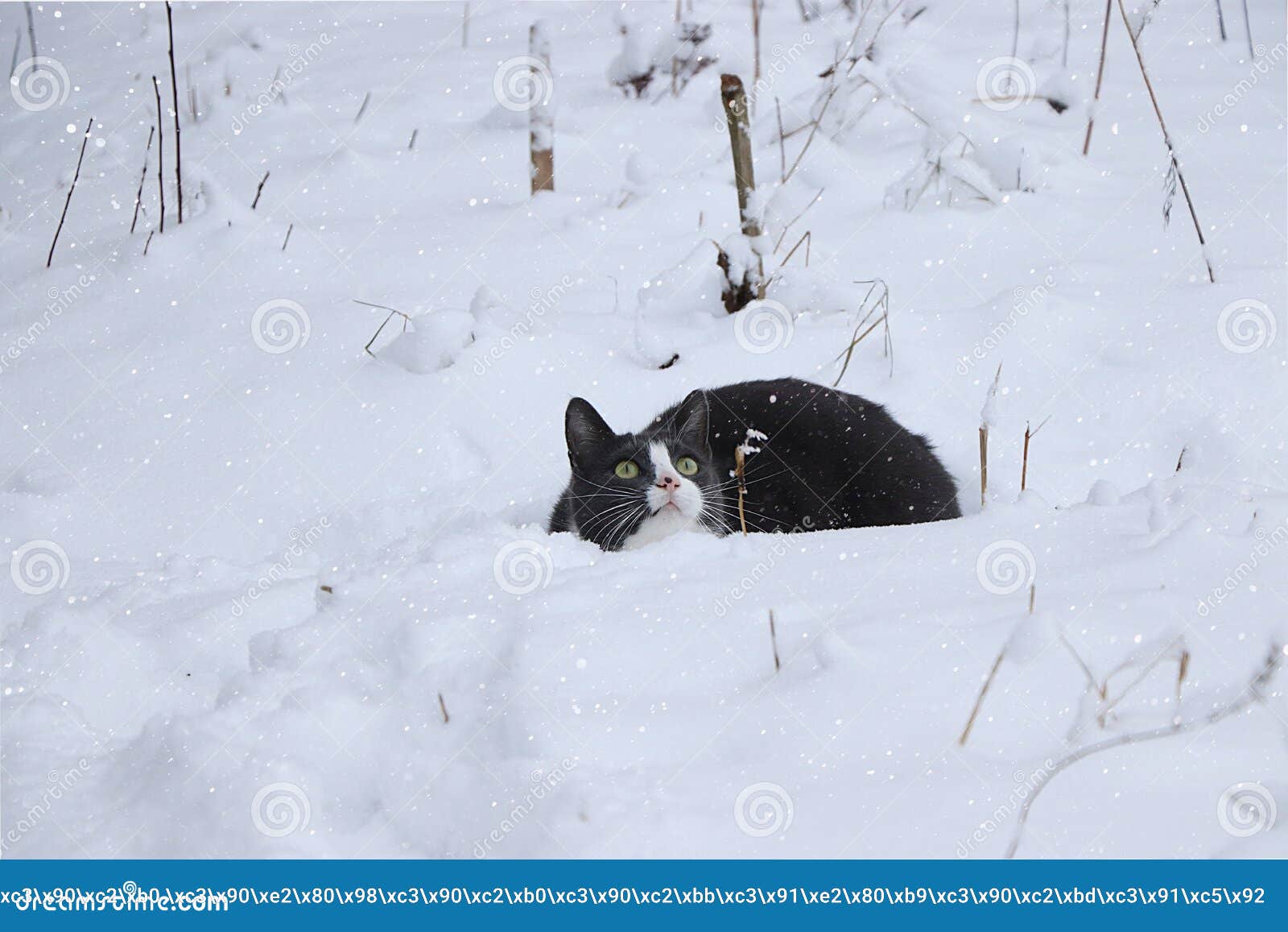Кот в сугробе играет снегом Питомец увидел снег в первый раз и весело, фон,  выборочный фокус Стоковое Изображение - изображение насчитывающей  заморозок, день: 166894661