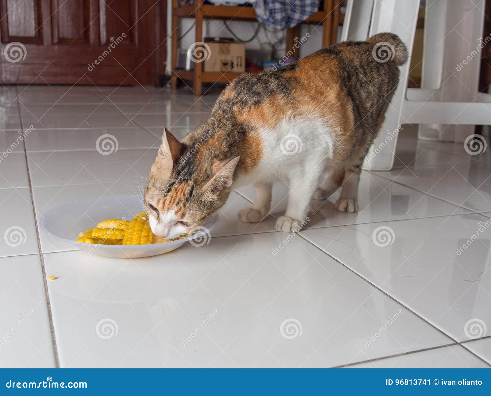 Можно котам кукурузу. Кот ест кукурузу. Коты едят кукурузу фото. Кот ест кукурузу фото. Кошка ест кукурузу консервированную.