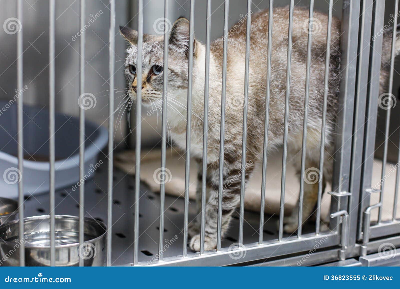 Кот за решеткой картинки