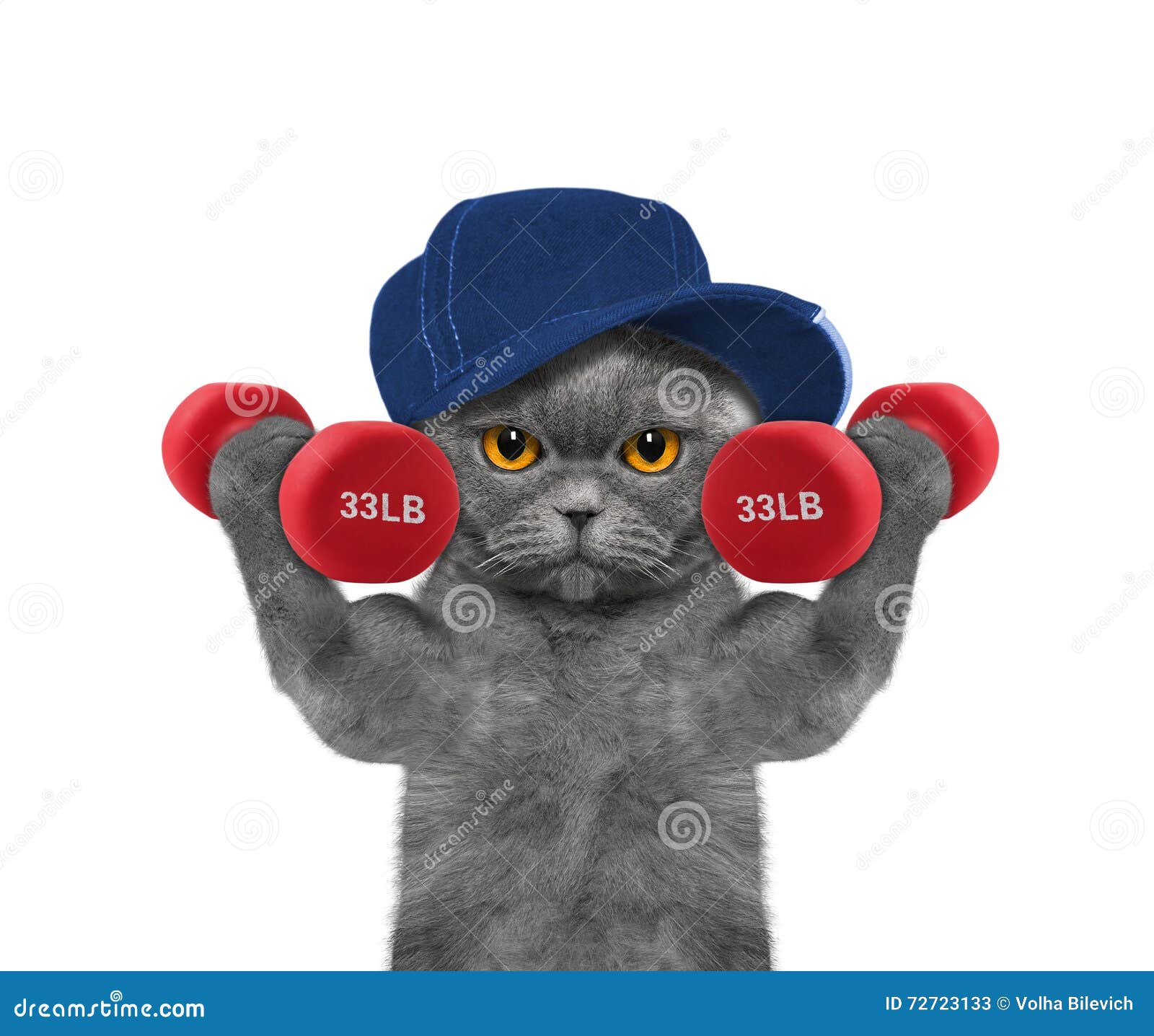 Спортивный котик картинка