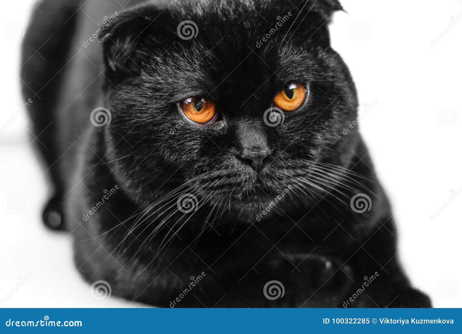 Черная британская кошка вислоухая