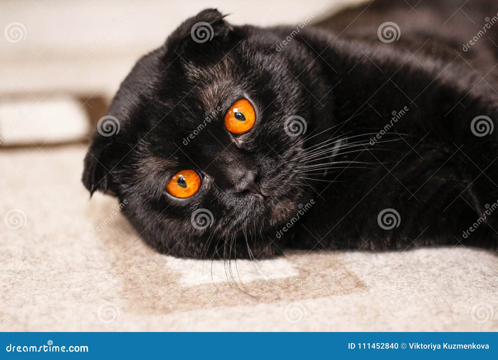 Черный шотландец кот