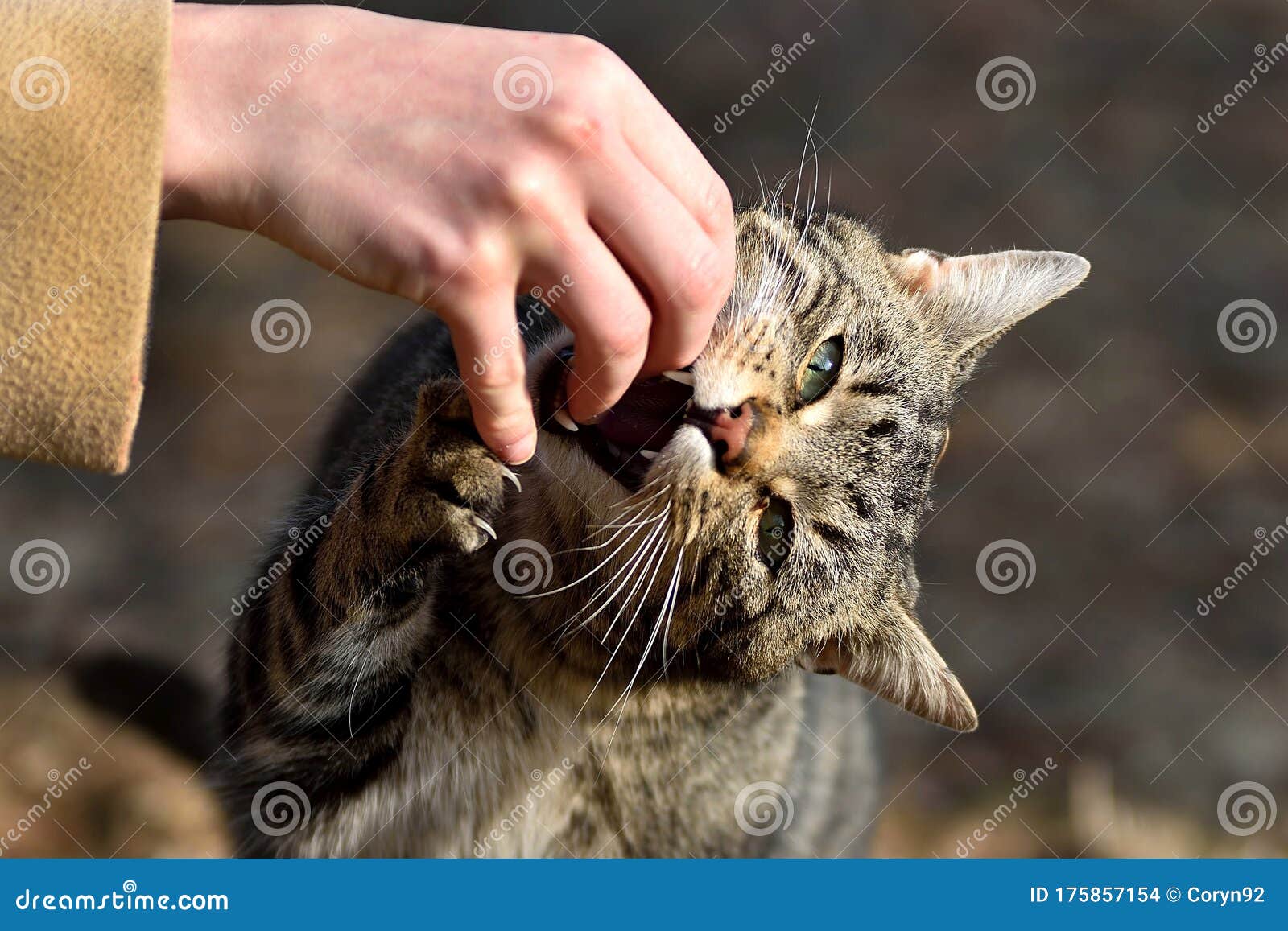 Кот кусает человеческую руку с большими зубами, держа его за руку с его  лапками с когтями. Дикий злой или игровых кот Стоковое Фото - изображение  насчитывающей сдерживая, серо: 175857154