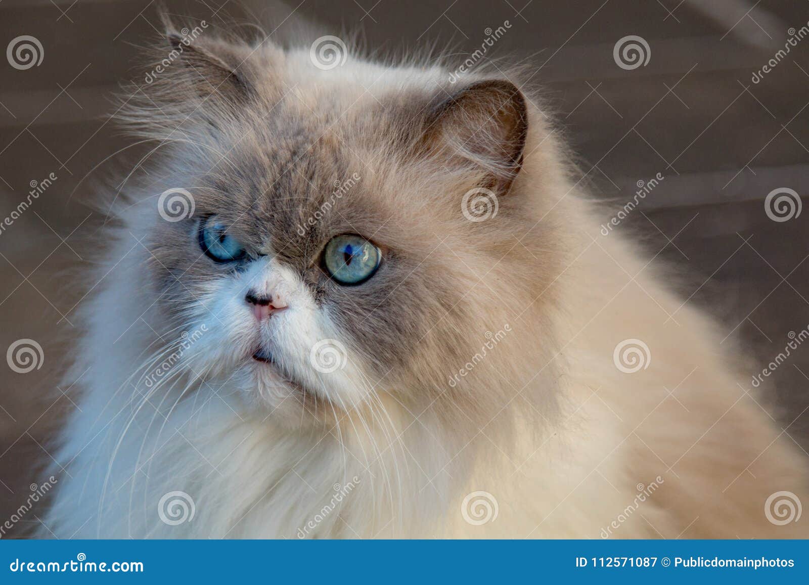 маленькие шлюхи Кот, Маленькие И Средние Кошки, Шлюхи, Кот Как Мамал изображение.  изображение: 112571087