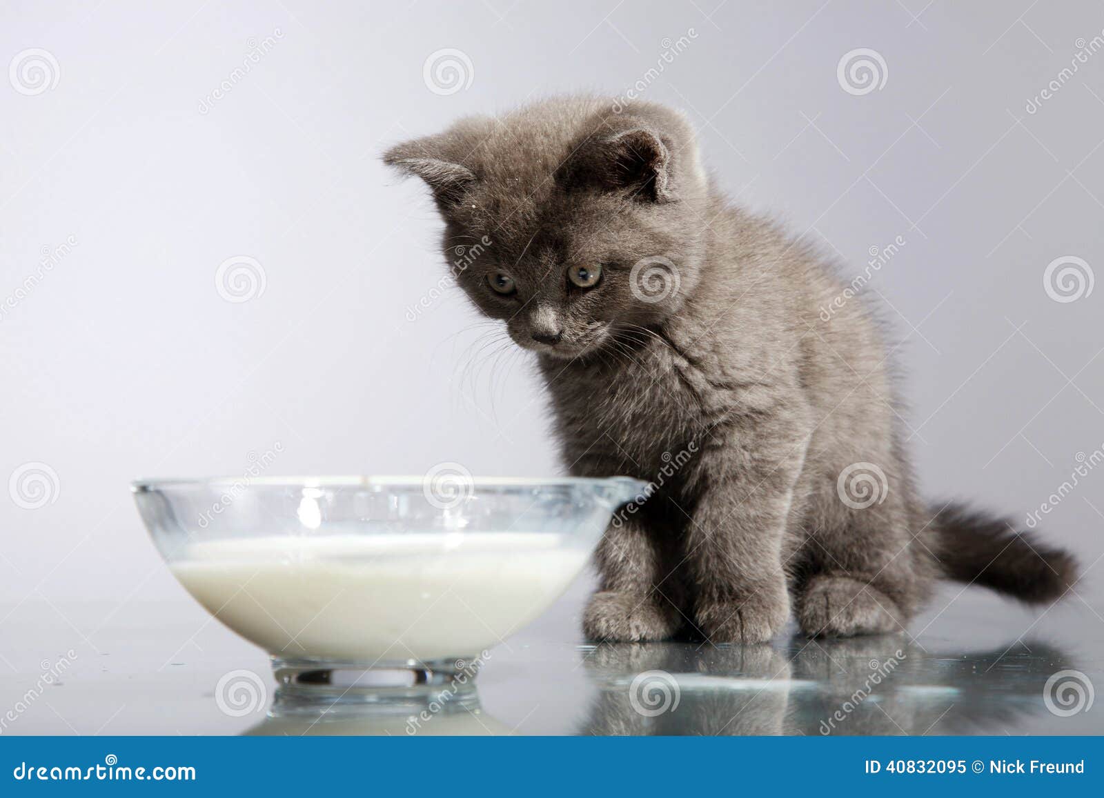 Сколько котята пьют молоко. Деревенский кот пьет молоко. Кошка пьет молоко русская голубая. Серый котенок пьет молоко.