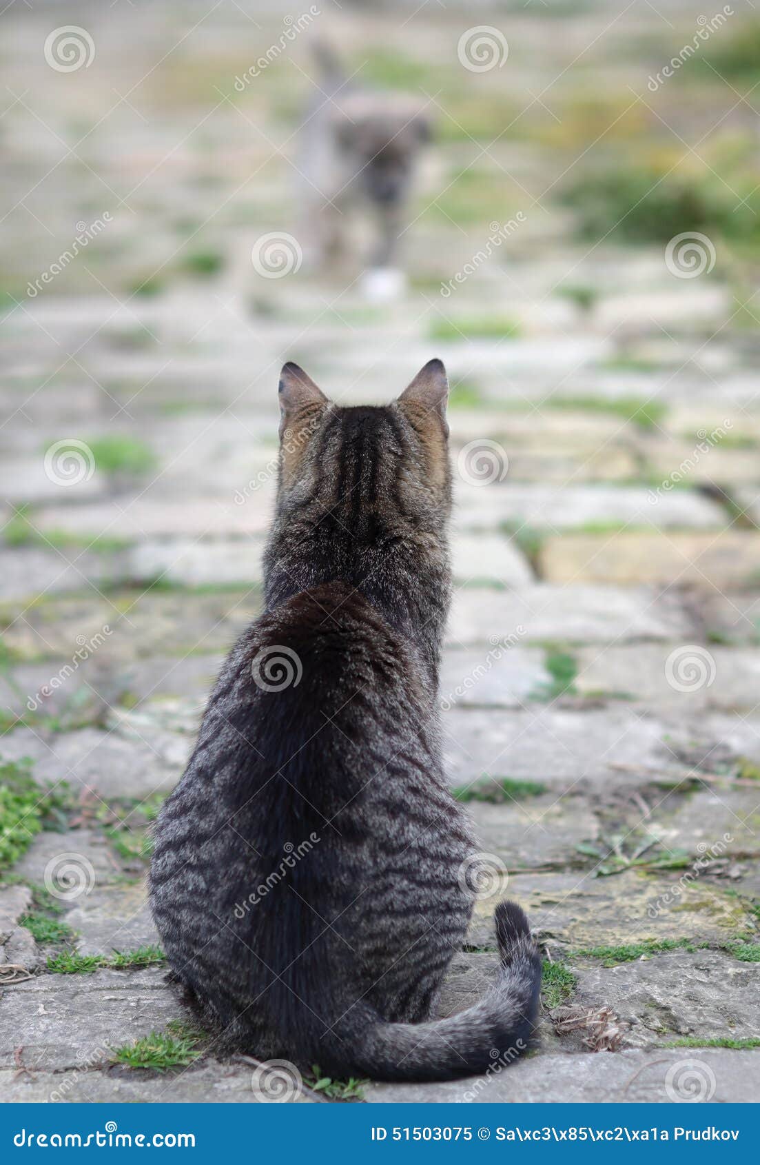 Кот сидит вид сзади