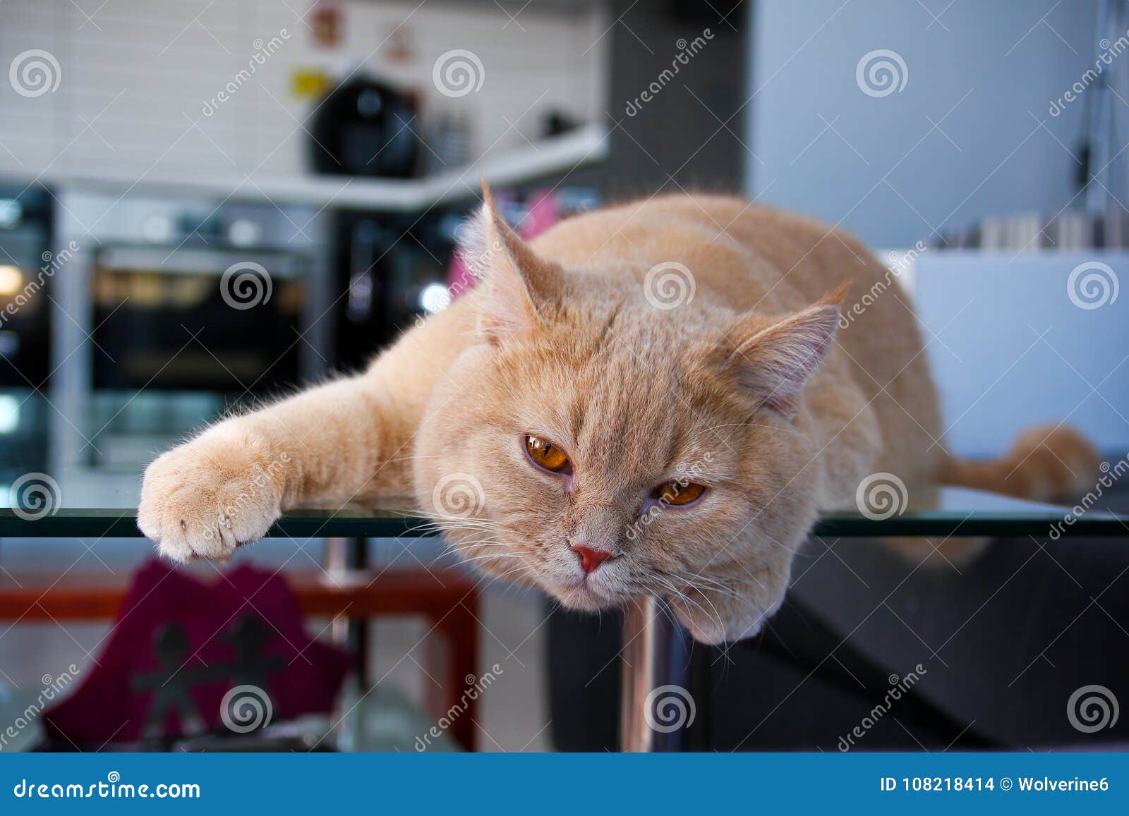 Кот ослабляет на стеклянном столе Стоковое Фото - изображение насчитывающей  прелестное, посмотрите: 108218414