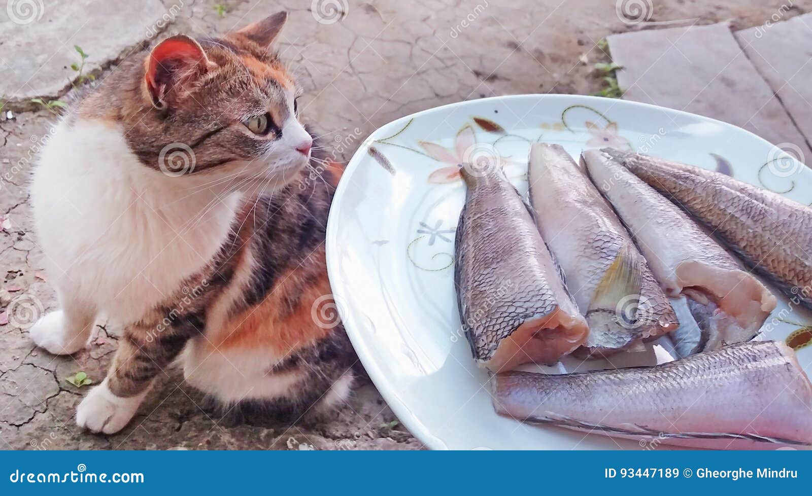 Вода пахнет рыбой. Кот и вонючие носки. Кошка пахнет рыбой. Рыбки с запахом для котят.